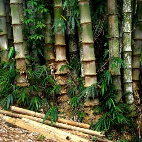 bambu ferro
