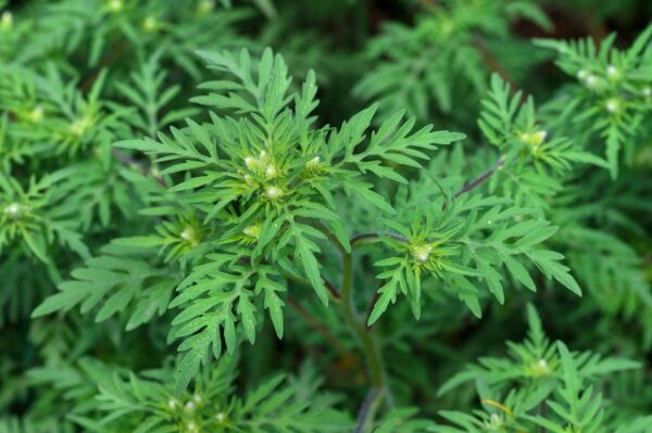 American common ragweed ( Ambrosia artemisiifolia ) causing allergy