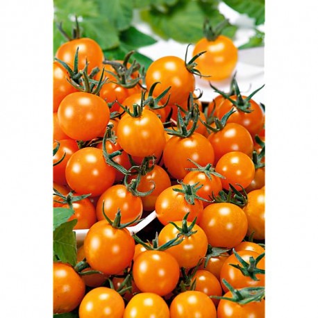 tomate cereja laranja