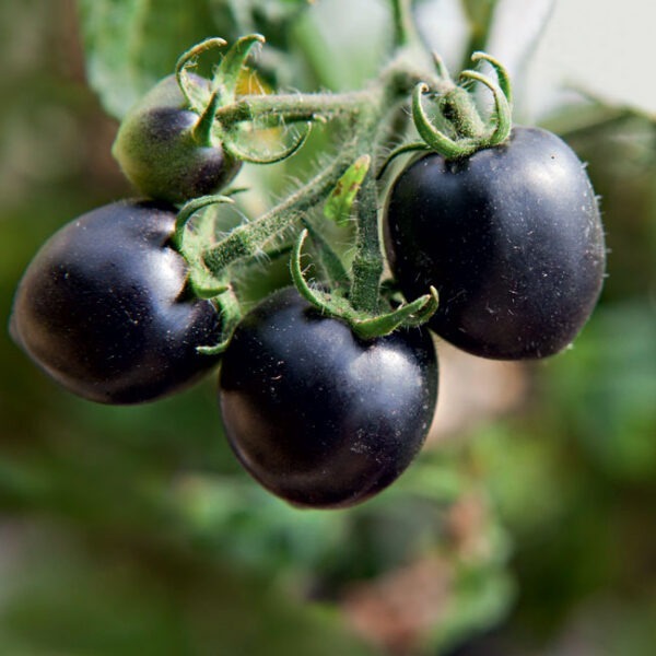 tomate cherry preto