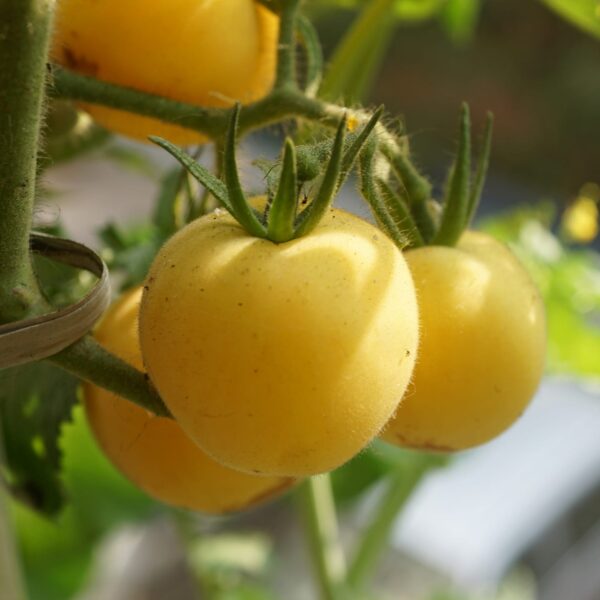 tomate jardim de pessego