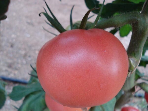 tomate-rosa-02