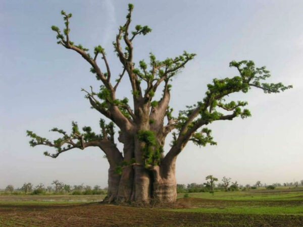 Adansonia-digitata-Baobab1-1