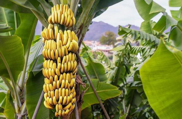 bananeira acuminata