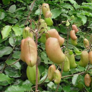 griffonia-simplicifolia