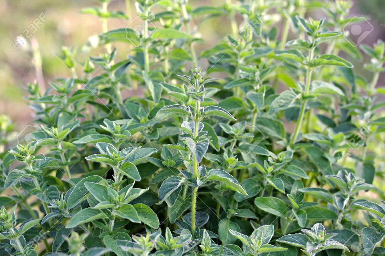 Origanum vulgare (oregano) plant