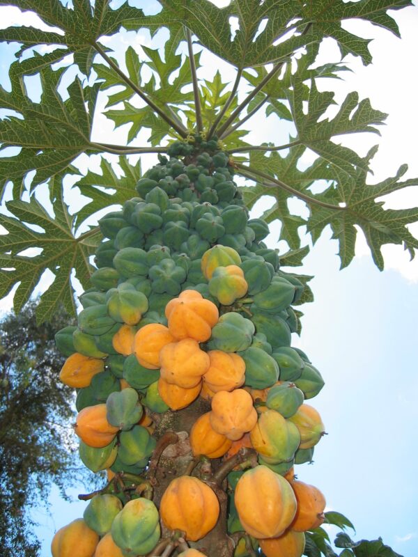 papaya-de-montana-