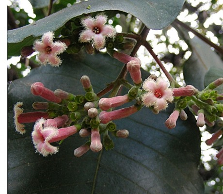 quinino cinchona pubescens