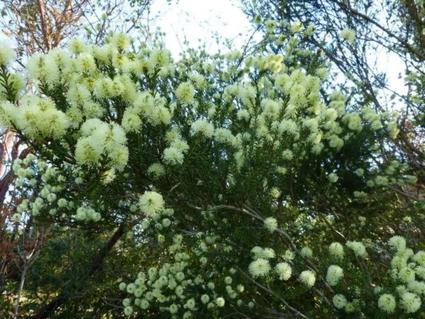 melaleuca pustulata