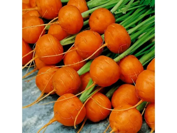 cenoura paris