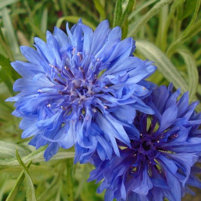 centaurea azul