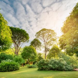 Arvores e plantas diversas