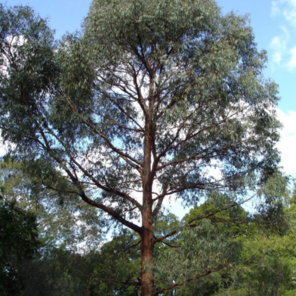 eucalyptus-radiata