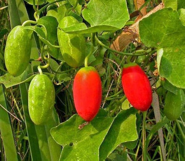 pepino vermelho coccinia