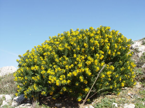 luzerna arborea- medicago arborea