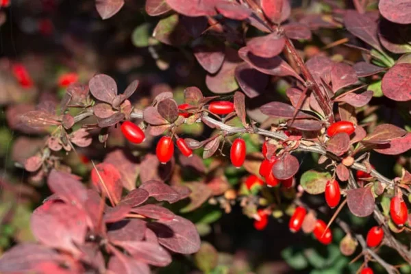 berbere japonês atropurpurea