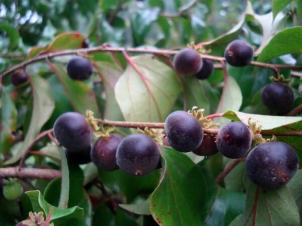 groselha do ceilao -dovyalis hebecarpa