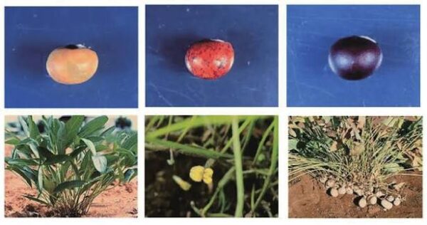 Vigna subterranea – Bambara Groundnut